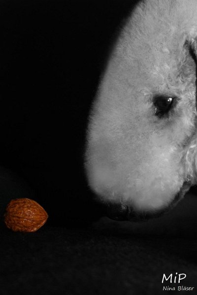 2010-11-14 Svet (10)SW.jpg